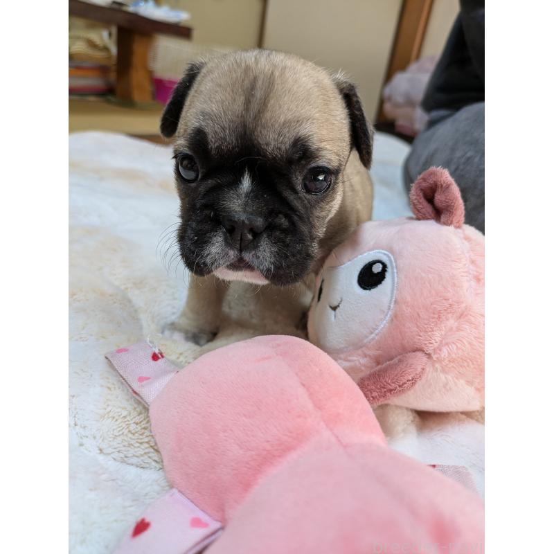 販売中の広島県のフレンチブルドッグ-439229の4枚目