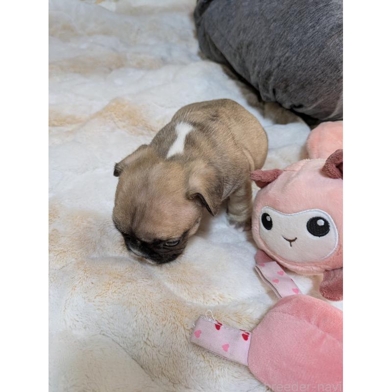 販売中の広島県のフレンチブルドッグ-439229の3枚目