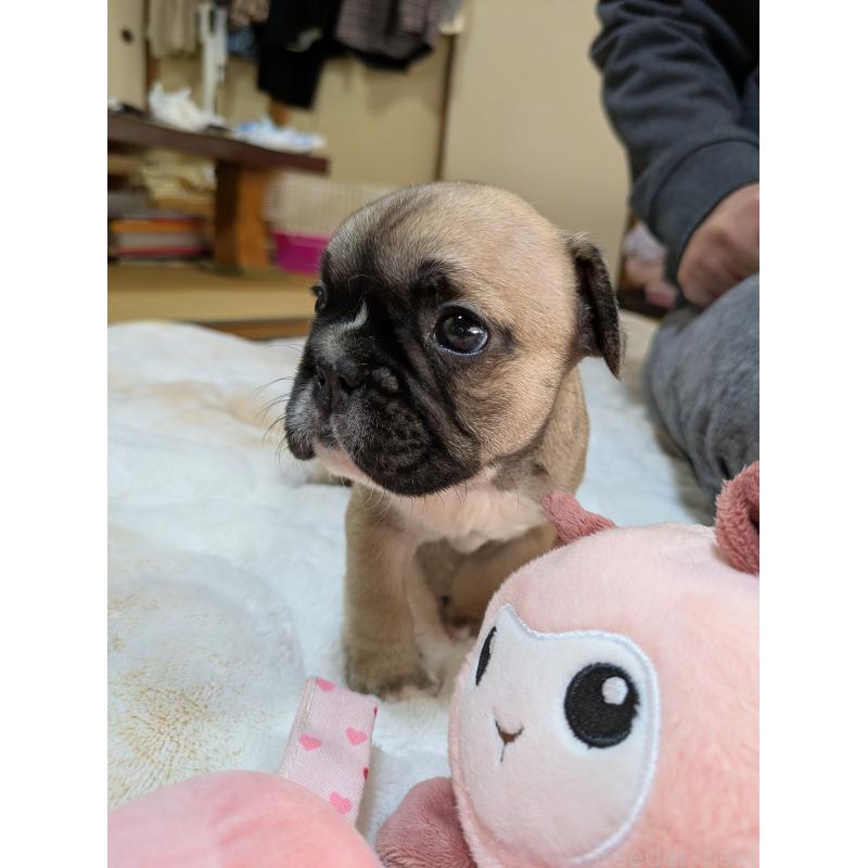 販売中の広島県のフレンチブルドッグ-439229の2枚目