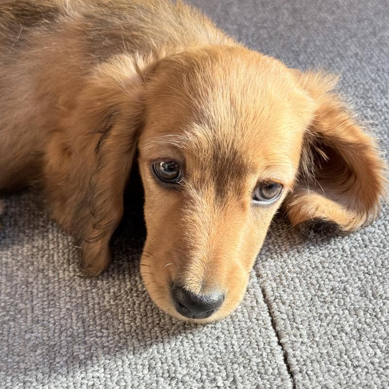 販売中の埼玉県のミニチュアダックスフンド(ロングヘアード)-439228の13枚目