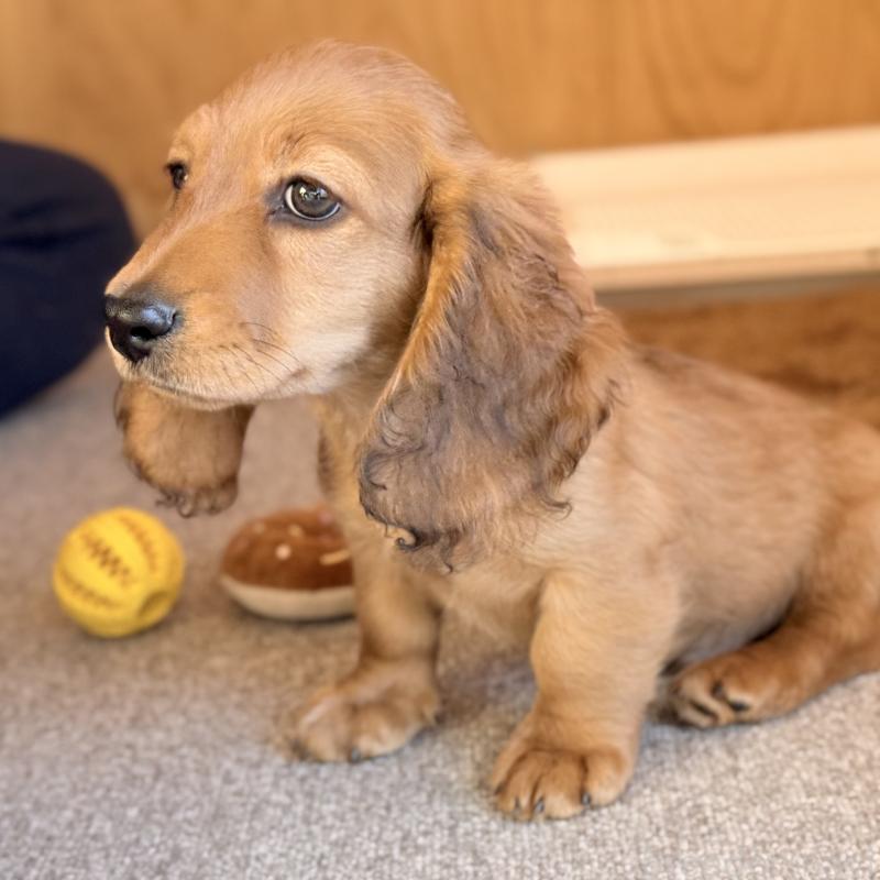 販売中の埼玉県のミニチュアダックスフンド(ロングヘアード)-439228の12枚目