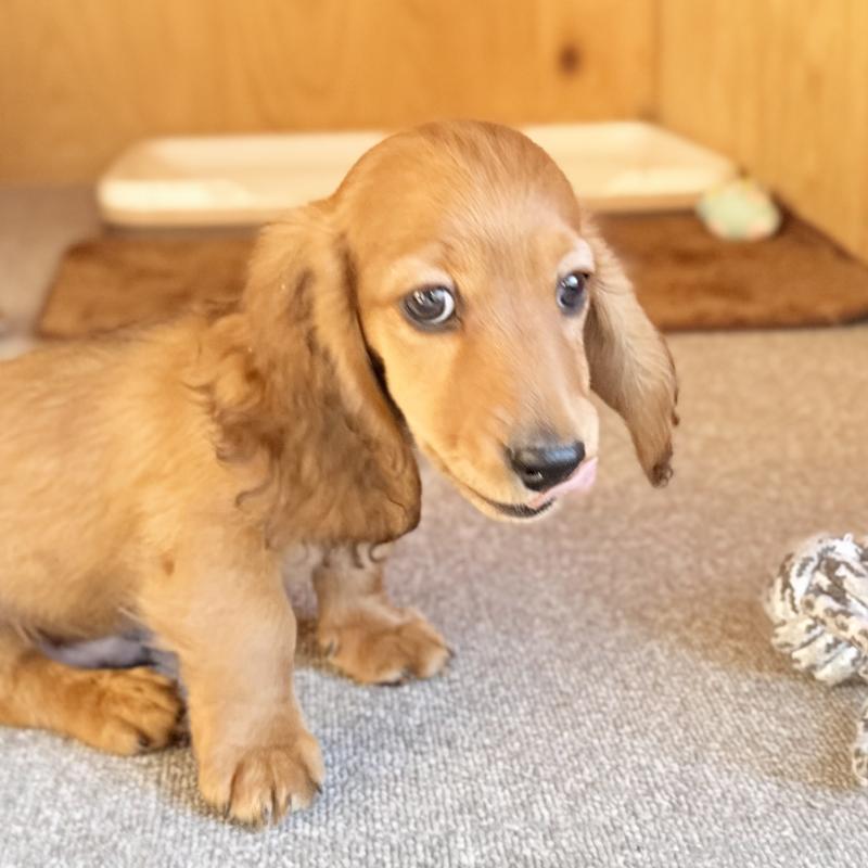 販売中の埼玉県のミニチュアダックスフンド(ロングヘアード)-439228の11枚目