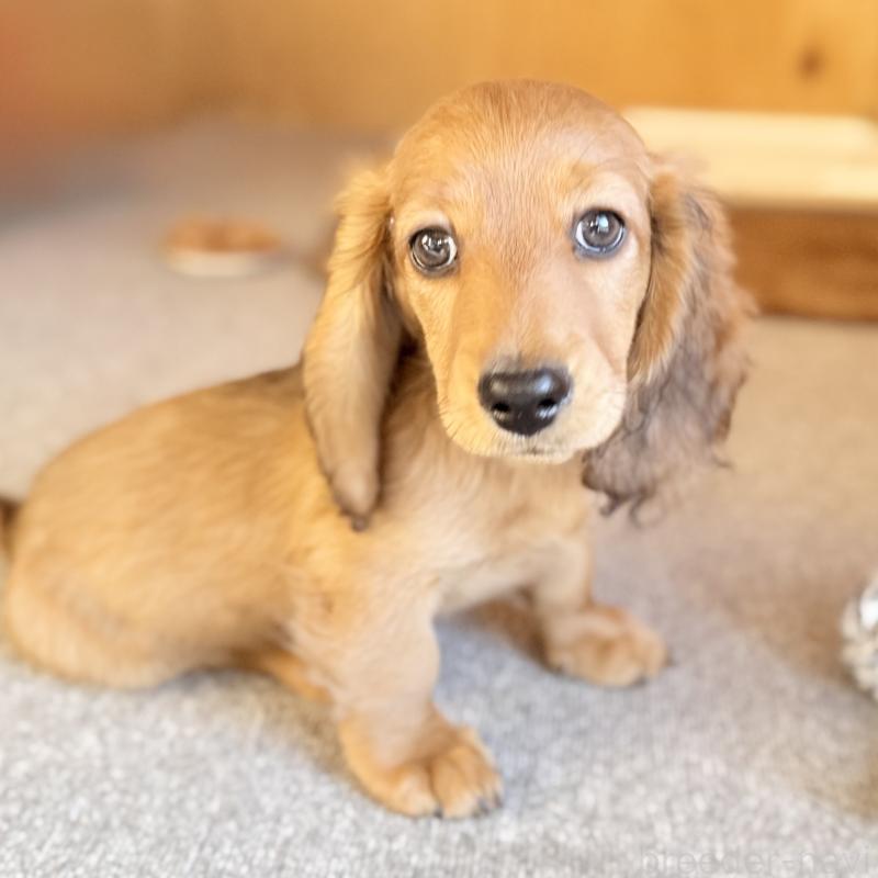 販売中の埼玉県のミニチュアダックスフンド(ロングヘアード)-439228の10枚目