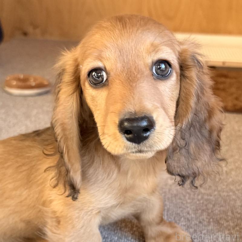 販売中の埼玉県のミニチュアダックスフンド(ロングヘアード)-439228の9枚目