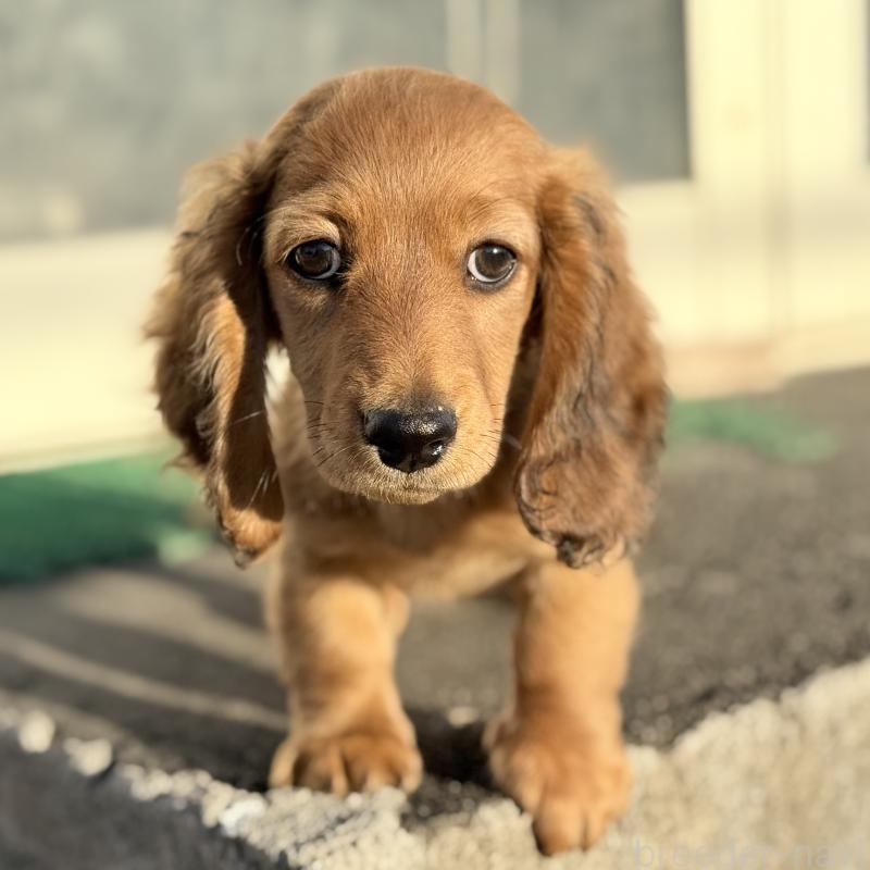 販売中の埼玉県のミニチュアダックスフンド(ロングヘアード)-439228の8枚目