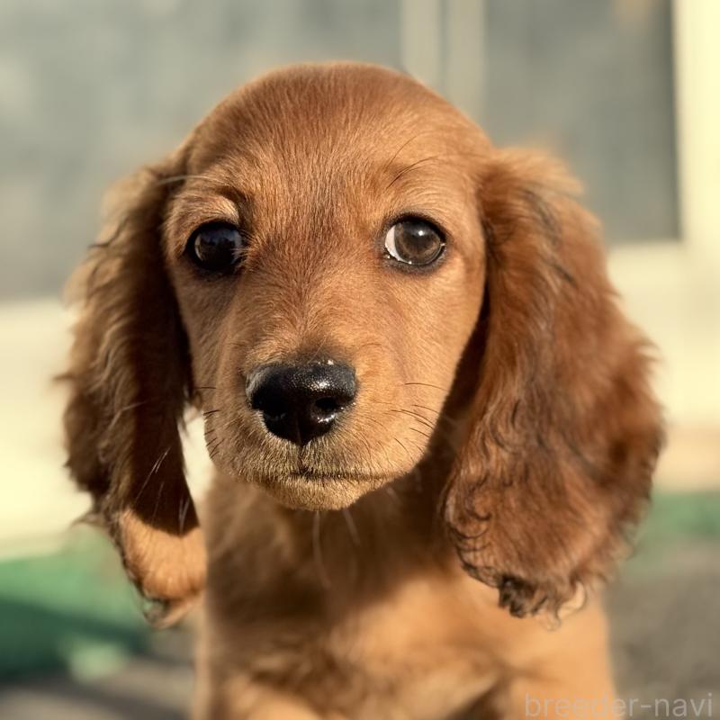 販売中の埼玉県のミニチュアダックスフンド(ロングヘアード)-439228の7枚目