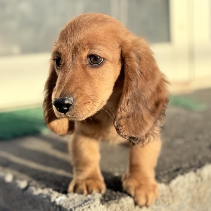 販売中の埼玉県のミニチュアダックスフンド(ロングヘアード)-439228の6枚目