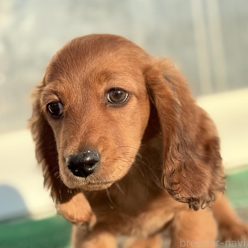 販売中の埼玉県のミニチュアダックスフンド(ロングヘアード)-439228の5枚目