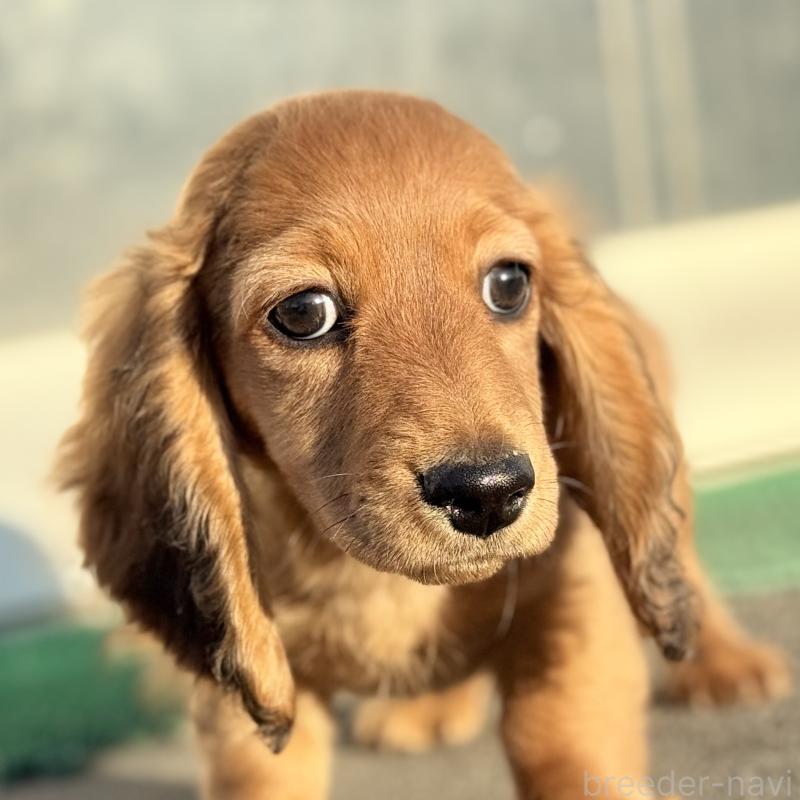 販売中の埼玉県のミニチュアダックスフンド(ロングヘアード)-439228の4枚目