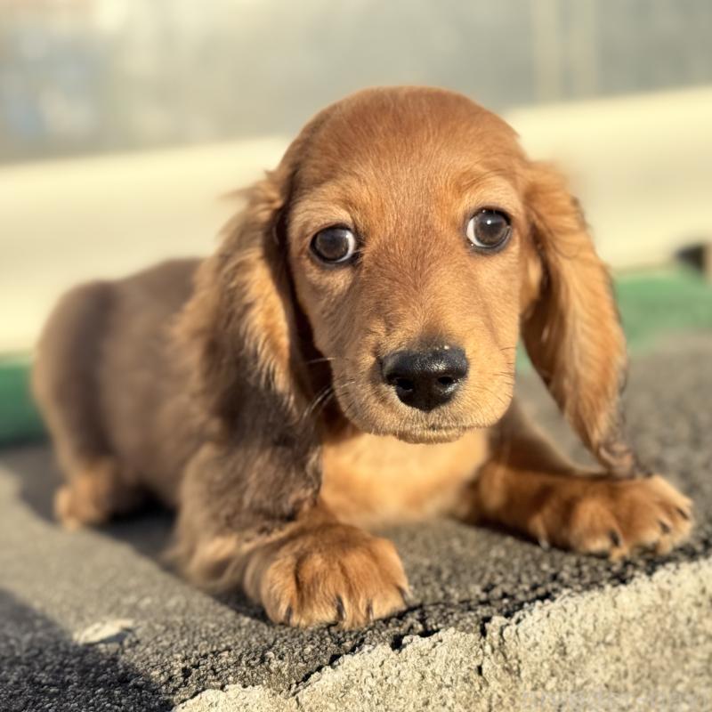 販売中の埼玉県のミニチュアダックスフンド(ロングヘアード)-439228の2枚目