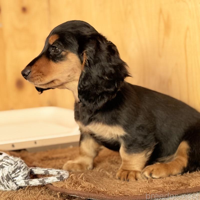 販売中の埼玉県のミニチュアダックスフンド(ロングヘアード)-434170の12枚目