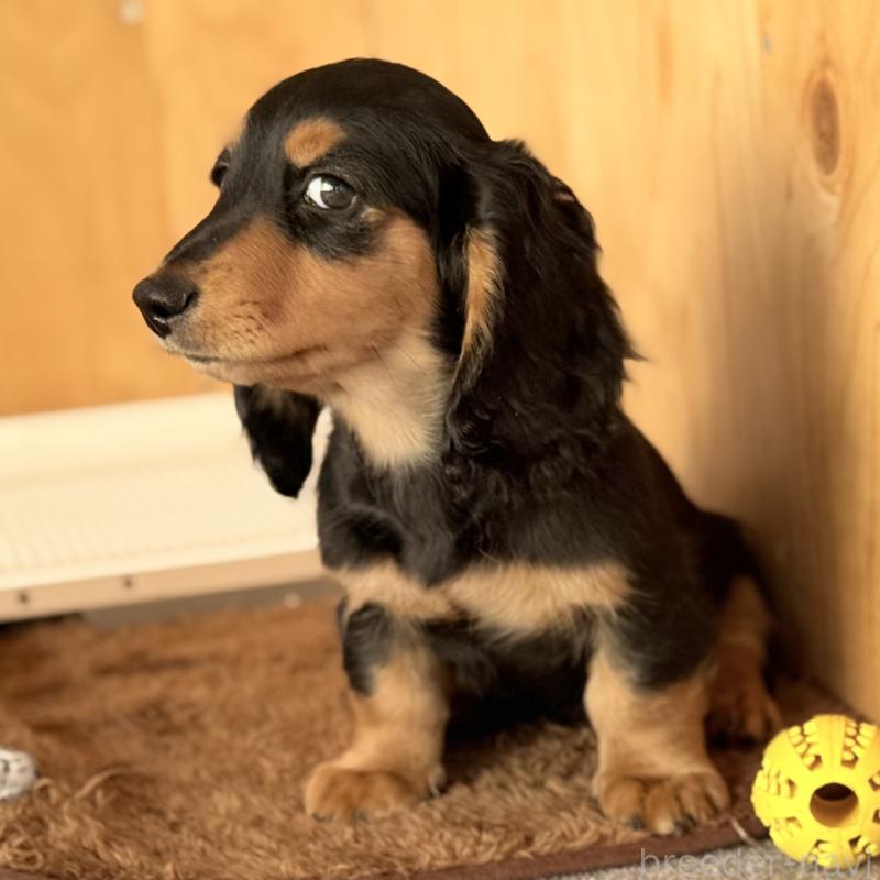 販売中の埼玉県のミニチュアダックスフンド(ロングヘアード)-434170の11枚目