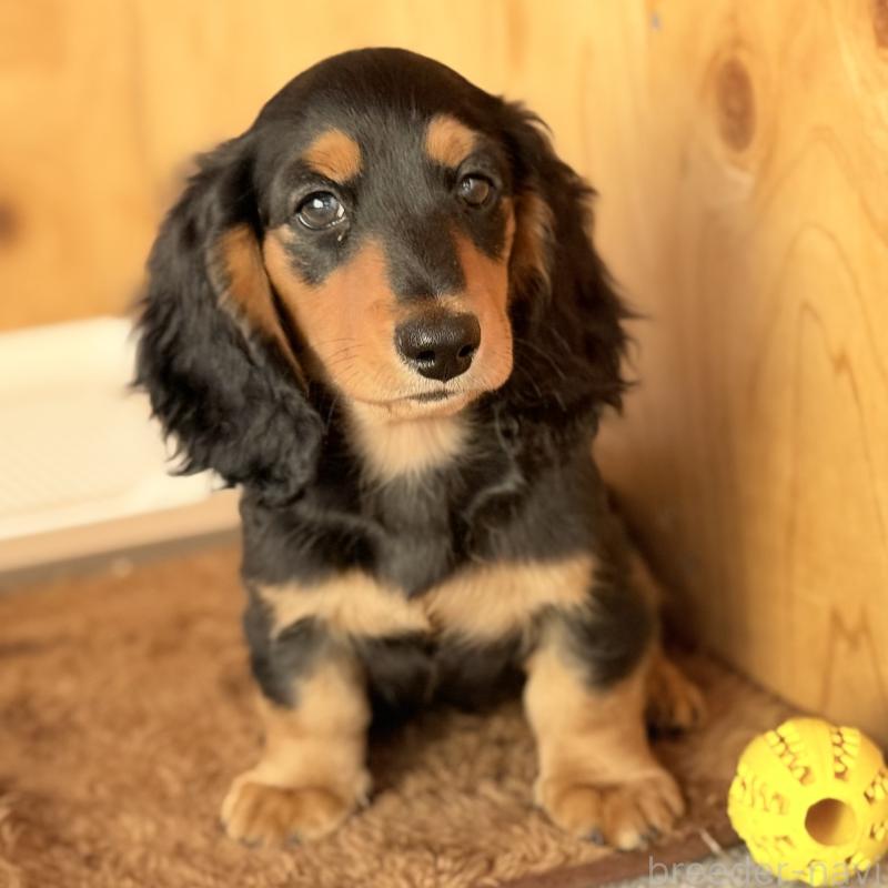 販売中の埼玉県のミニチュアダックスフンド(ロングヘアード)-434170の10枚目