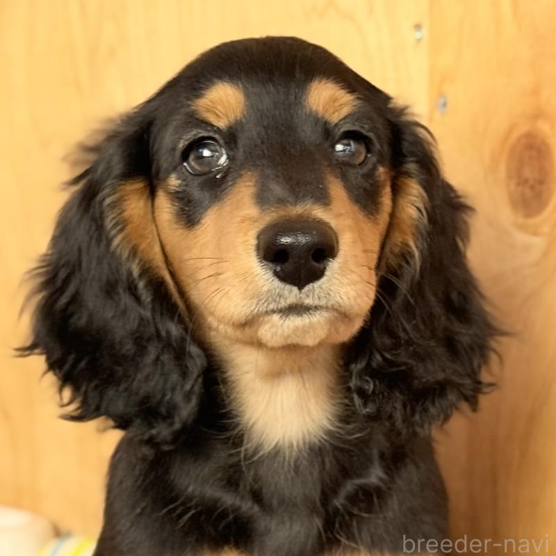 販売中の埼玉県のミニチュアダックスフンド(ロングヘアード)-434170の9枚目