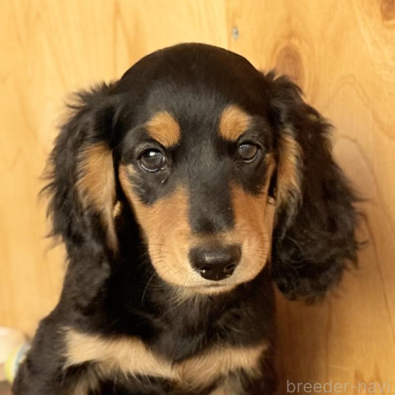 販売中の埼玉県のミニチュアダックスフンド(ロングヘアード)-434170の8枚目