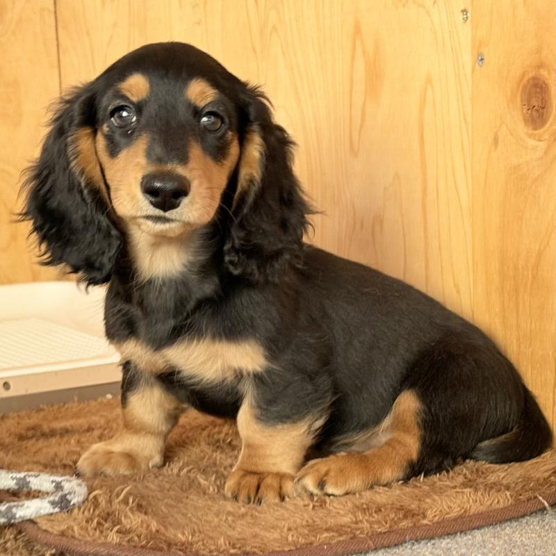 販売中の埼玉県のミニチュアダックスフンド(ロングヘアード)-434170の7枚目