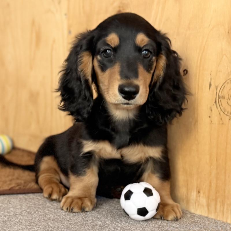 販売中の埼玉県のミニチュアダックスフンド(ロングヘアード)-434170の6枚目