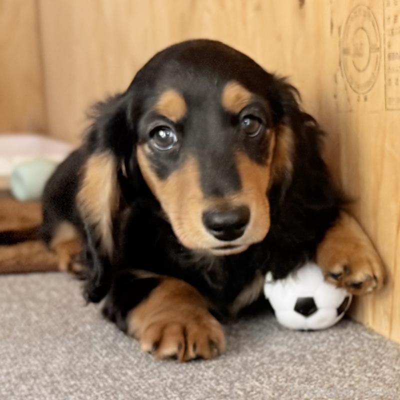 販売中の埼玉県のミニチュアダックスフンド(ロングヘアード)-434170