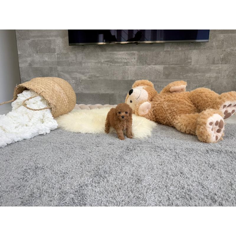 販売中の滋賀県のティーカッププードル-439112の7枚目