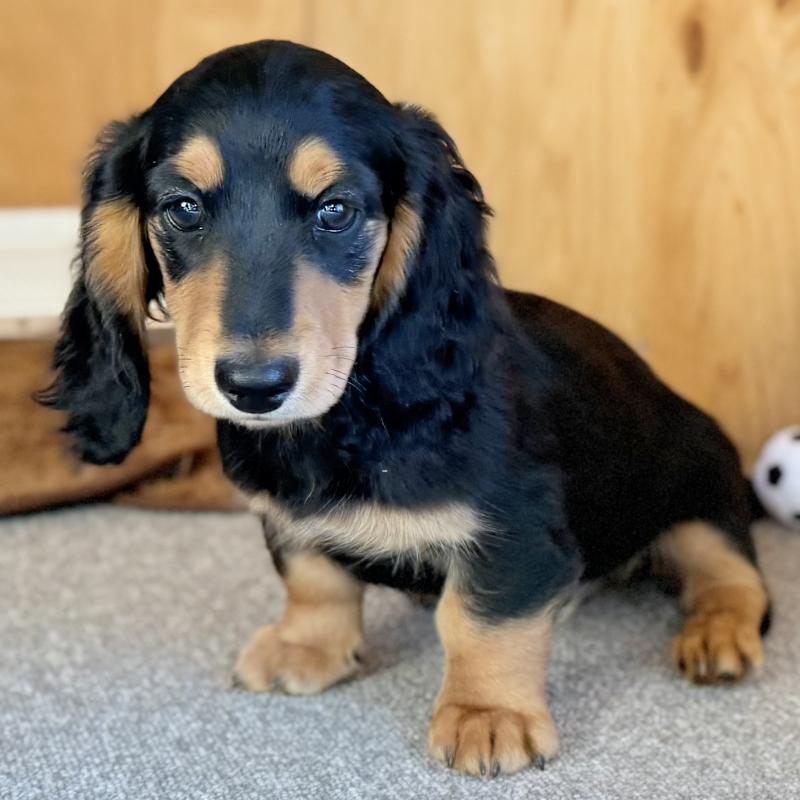 販売中の埼玉県のミニチュアダックスフンド(ロングヘアード)-434170の4枚目