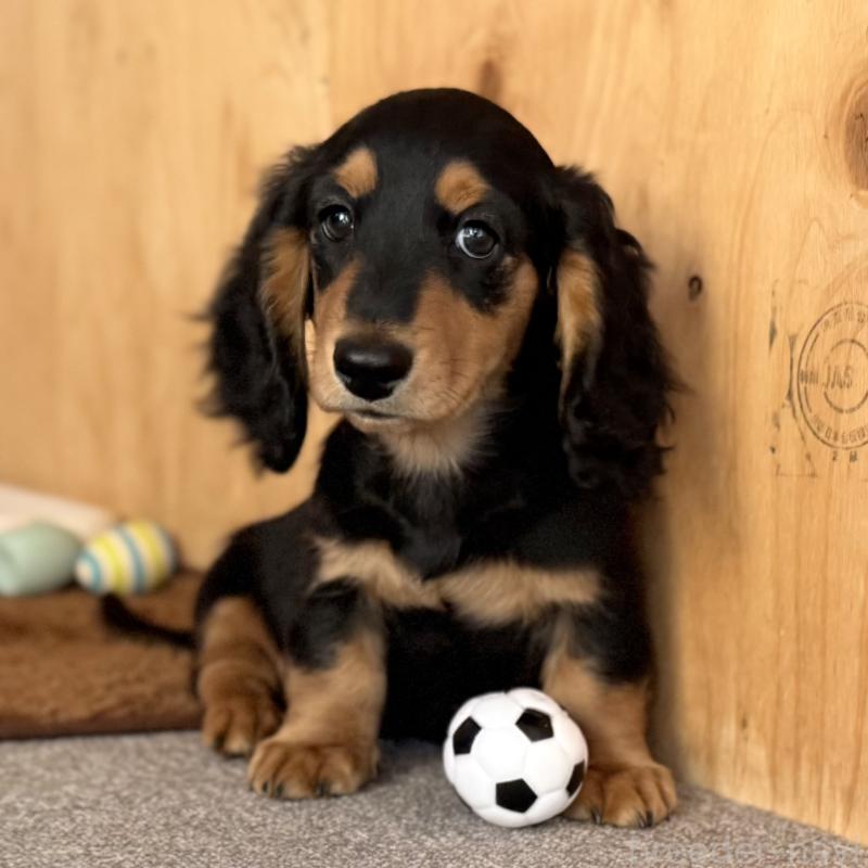 販売中の埼玉県のミニチュアダックスフンド(ロングヘアード)-434170の3枚目