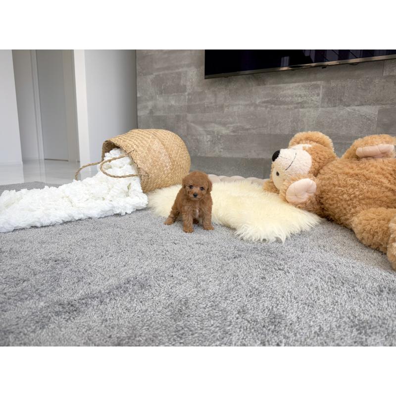 販売中の滋賀県のティーカッププードル-439112の6枚目