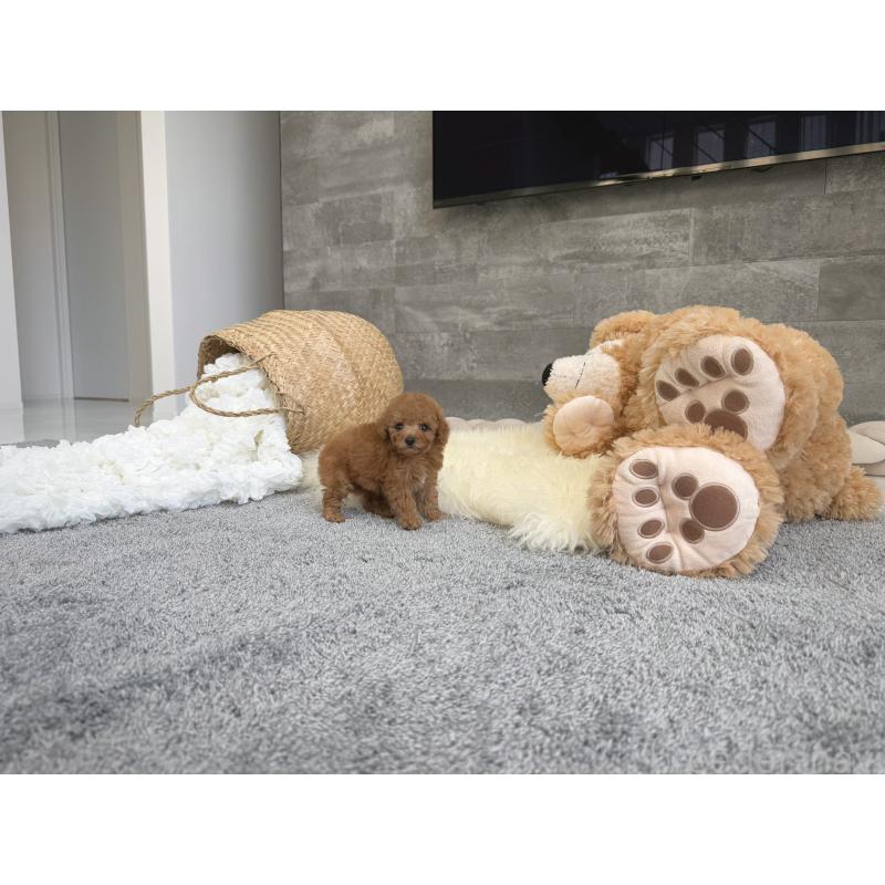 販売中の滋賀県のティーカッププードル-439112の5枚目