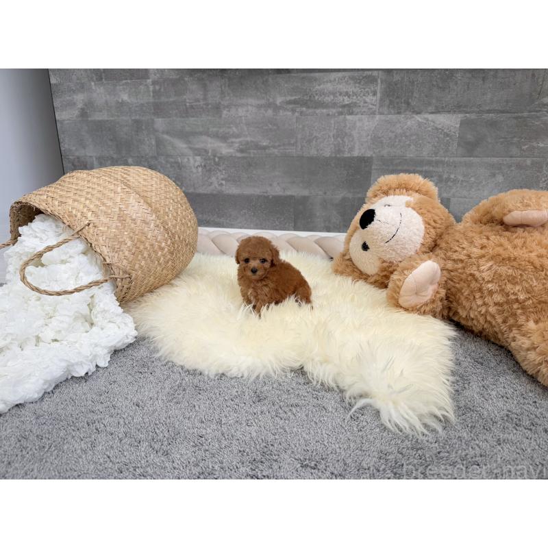 販売中の滋賀県のティーカッププードル-439112の4枚目