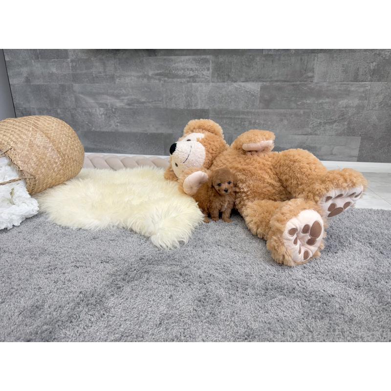 販売中の滋賀県のティーカッププードル-439112の3枚目