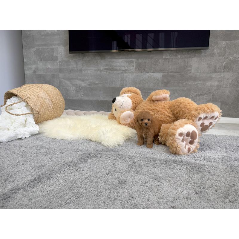 販売中の滋賀県のティーカッププードル-439112の2枚目