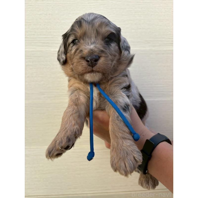 販売中の長野県のミックス犬-439233の1枚目