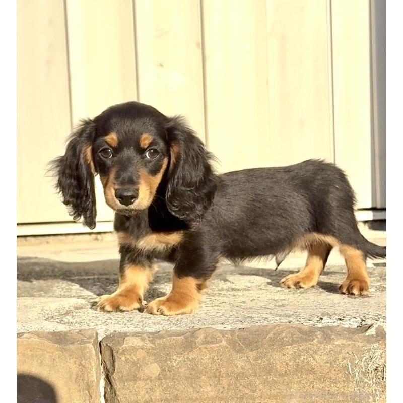 成約済の埼玉県のミニチュアダックスフンド(ロングヘアード)-433950の9枚目