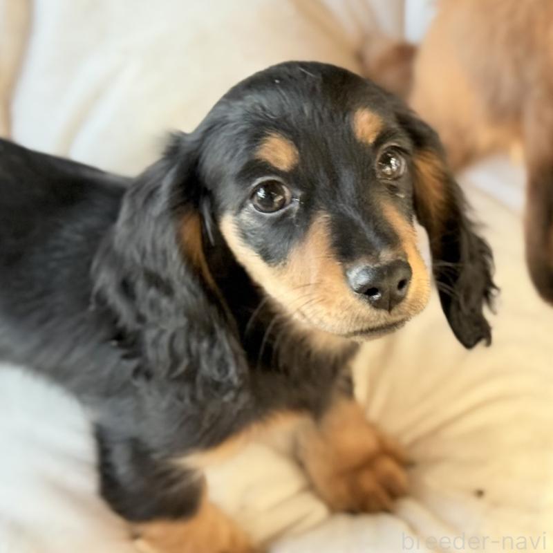 成約済の埼玉県のミニチュアダックスフンド(ロングヘアード)-433950の1枚目