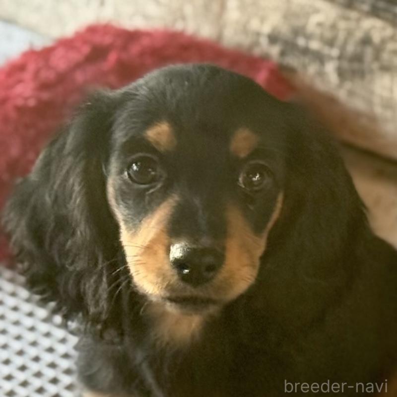 成約済の埼玉県のミニチュアダックスフンド(ロングヘアード)-433950の7枚目