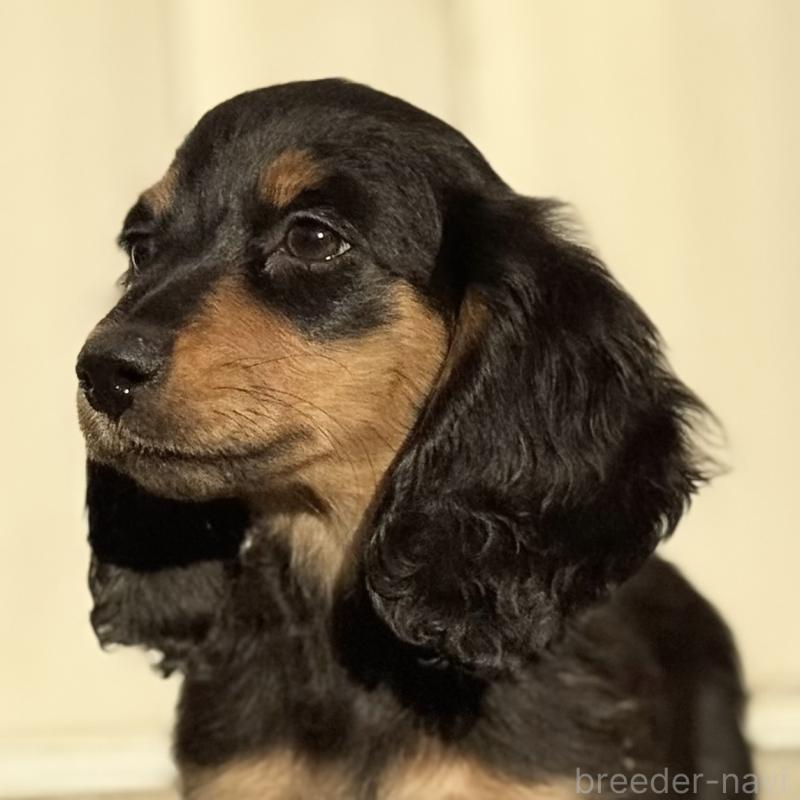 成約済の埼玉県のミニチュアダックスフンド(ロングヘアード)-433950の6枚目