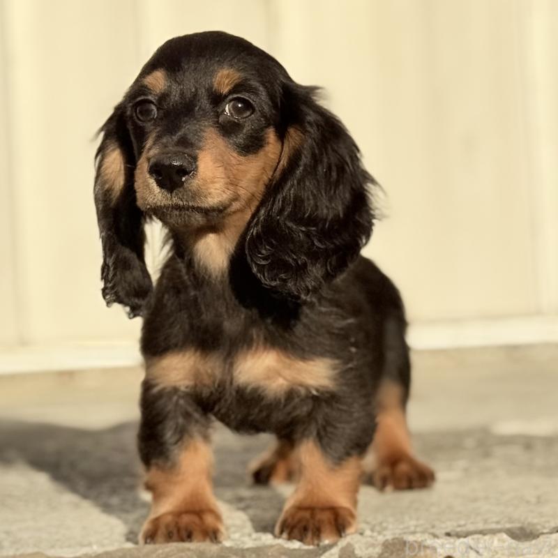 成約済の埼玉県のミニチュアダックスフンド(ロングヘアード)-433950の5枚目