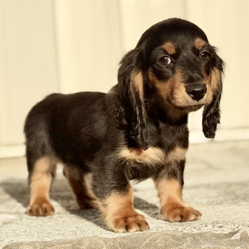 成約済の埼玉県のミニチュアダックスフンド(ロングヘアード)-433950の3枚目