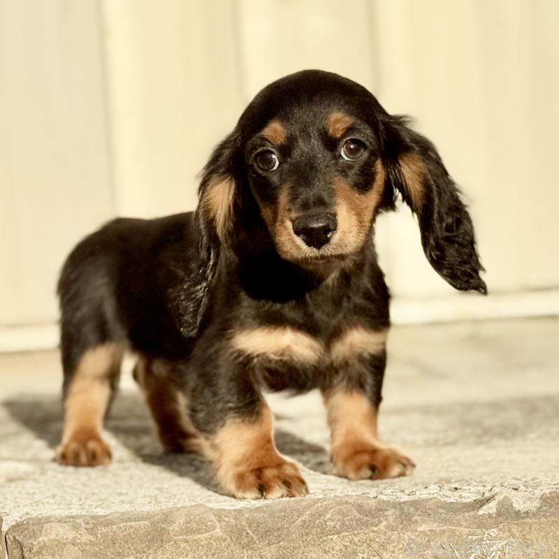 成約済の埼玉県のミニチュアダックスフンド(ロングヘアード)-433950の2枚目