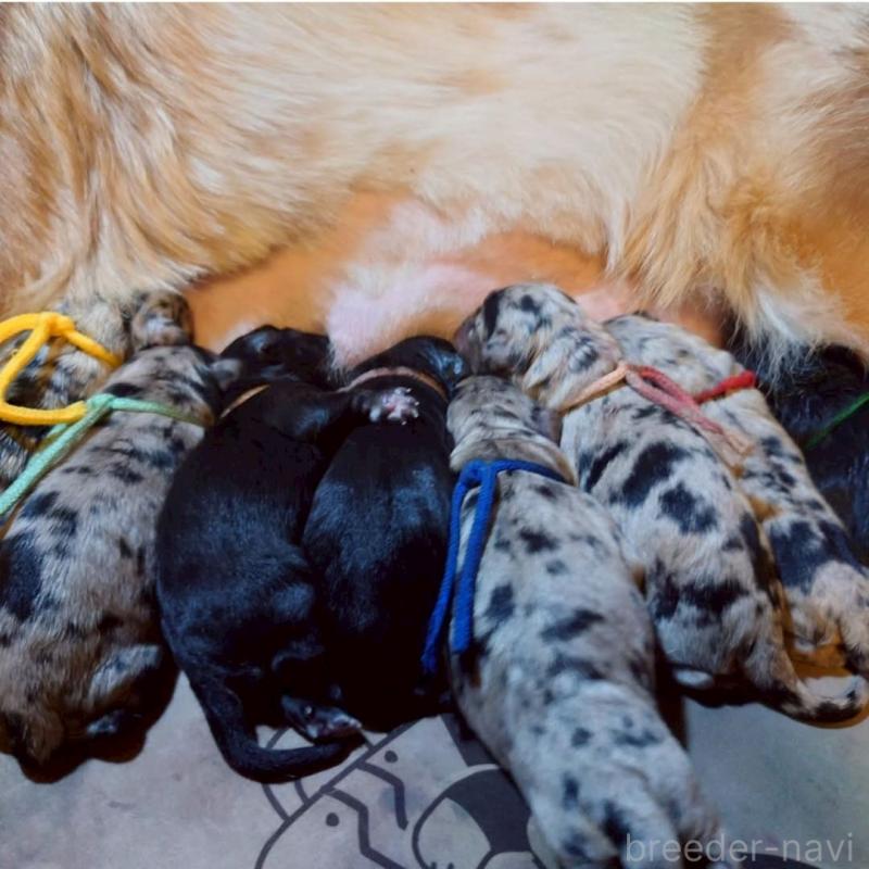 販売中の長野県のミックス犬-439234の3枚目