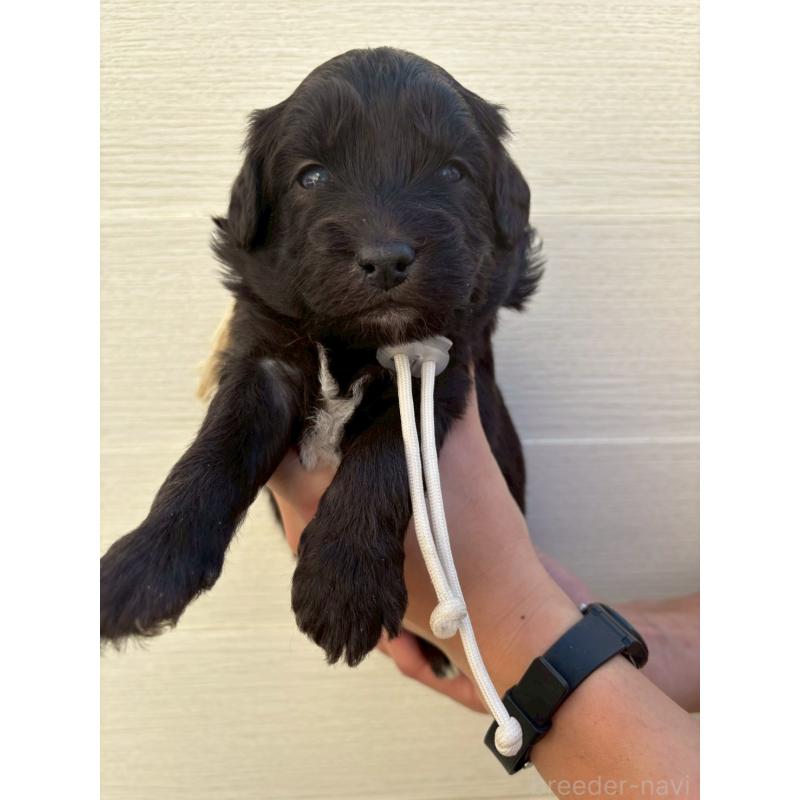 販売中の長野県のミックス犬-439234の1枚目