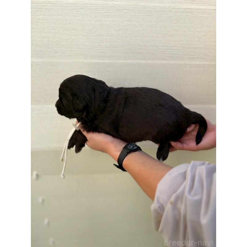 販売中の長野県のミックス犬-439234の2枚目