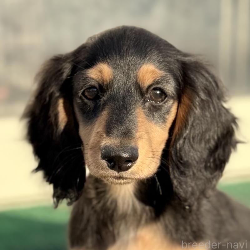 販売中の埼玉県のミニチュアダックスフンド(ロングヘアード)-434172