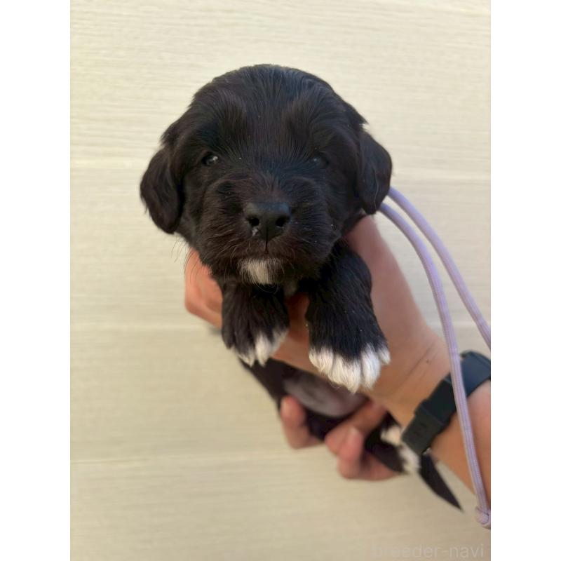 販売中の長野県のミックス犬-439235の1枚目