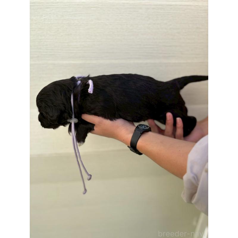 販売中の長野県のミックス犬-439235の2枚目