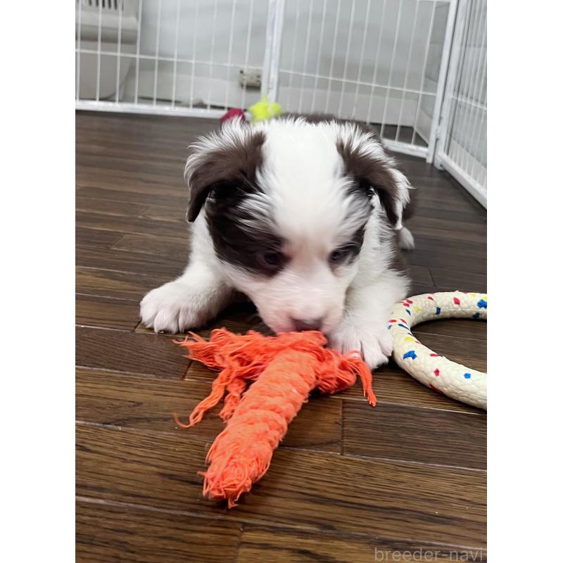 販売中の東京都のボーダーコリー-439236の9枚目