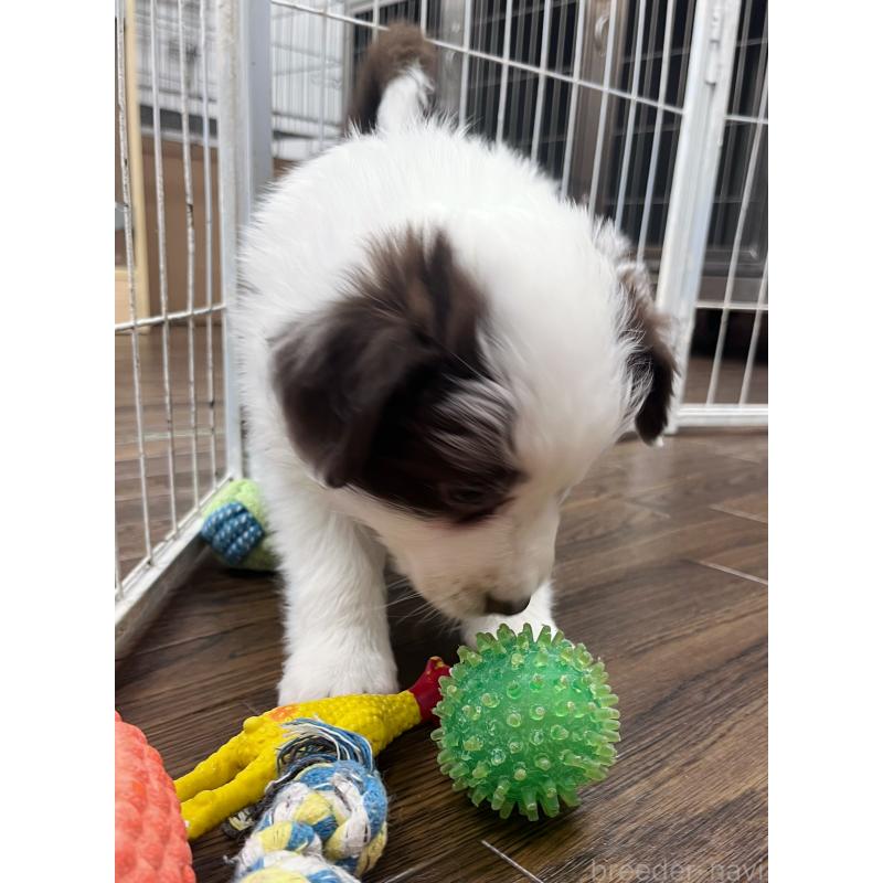 販売中の東京都のボーダーコリー-439236の8枚目