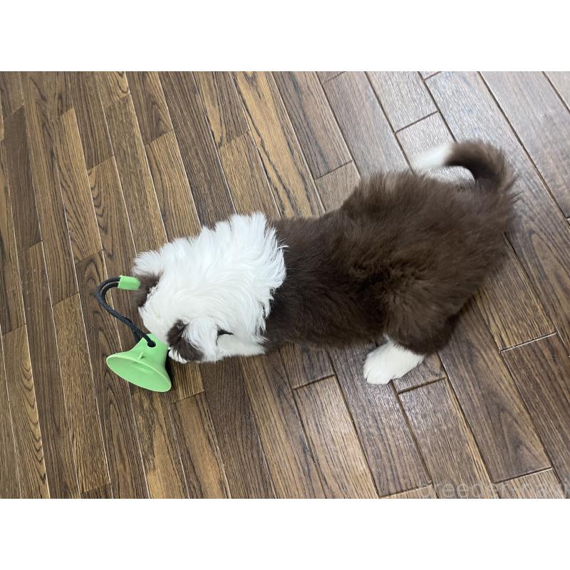 販売中の東京都のボーダーコリー-439236の5枚目