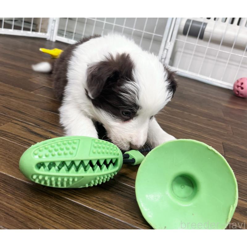 販売中の東京都のボーダーコリー-439236の4枚目