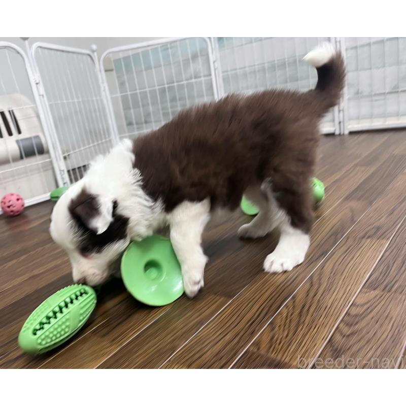 販売中の東京都のボーダーコリー-439236の3枚目