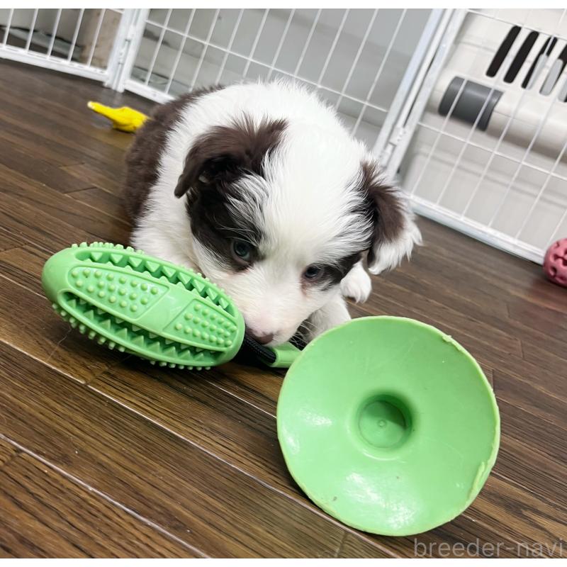 販売中の東京都のボーダーコリー-439236の2枚目